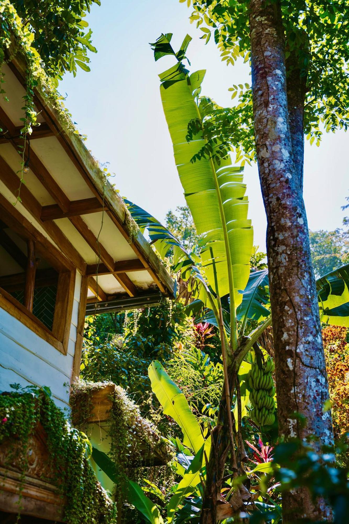 Jungle Spirit Treehouse Villa Кахуита Екстериор снимка