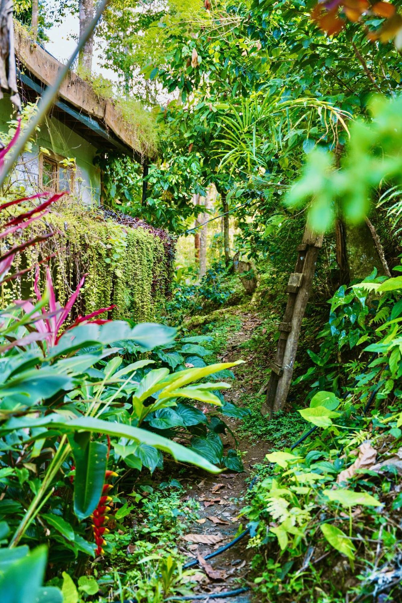 Jungle Spirit Treehouse Villa Кахуита Екстериор снимка