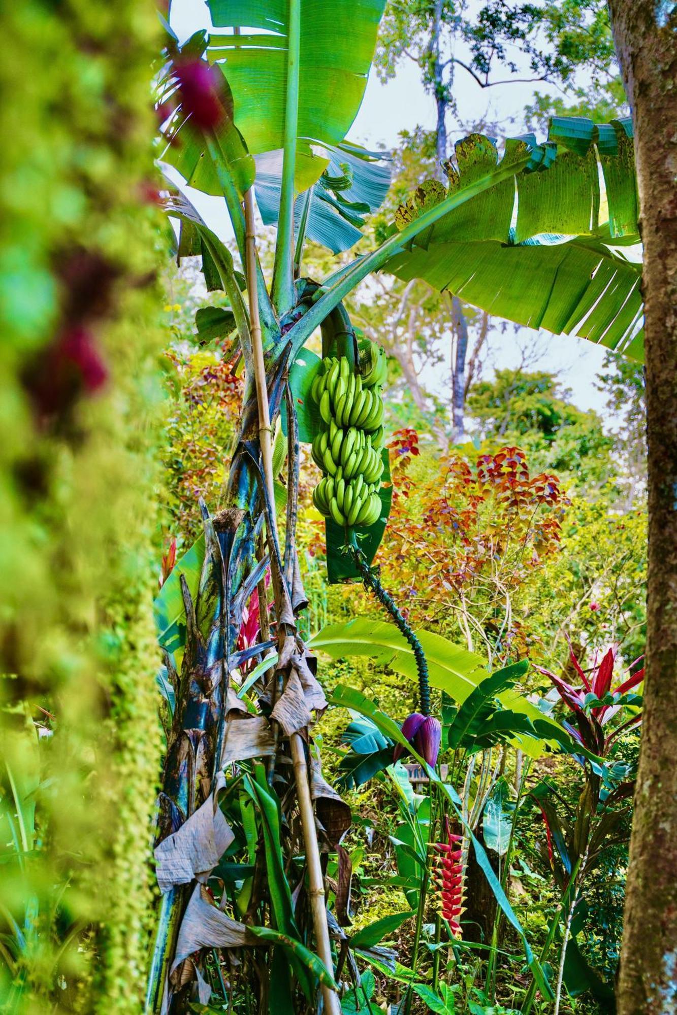 Jungle Spirit Treehouse Villa Кахуита Екстериор снимка